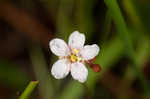 Pink sundew